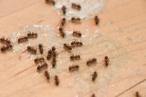 Best Pest Control Near Me  in Grantville, GA