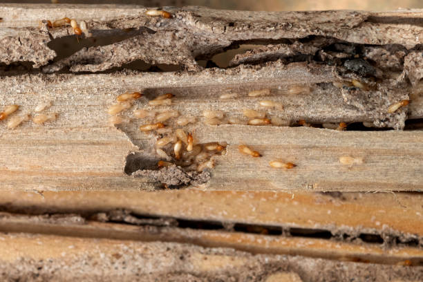 Best Affordable Pest Control Services  in Grantville, GA